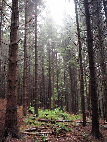 Bild på en skog